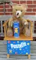 Preview: Pustefix Baer, Original Pustefix soap bubble bear in top condition
