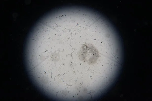 Carl Zeiss microscope
